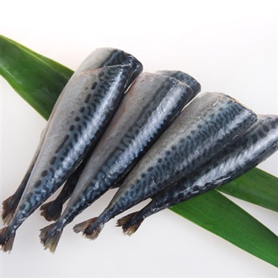 Vaikse ookeani makrell HGT